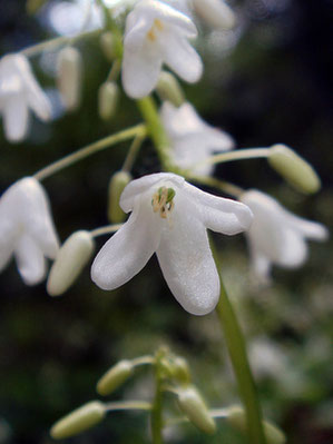 オサバグサの花は4弁の離弁花です