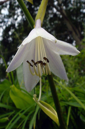 オオバギボウシの花