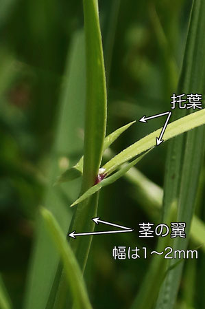 レンリソウの托葉は2分岐します