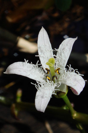 ミツガシワの花の内側には、縮れた毛が密生します