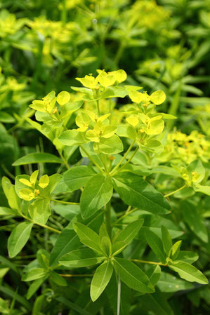 黄緑で花弁のように見える部分は、苞葉です