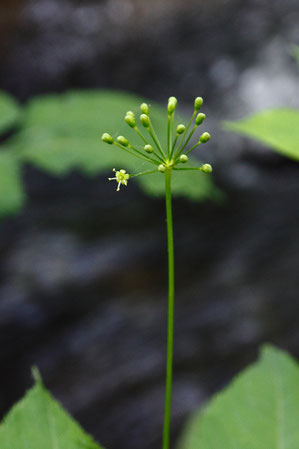 トチバニンジンの花　やっと１つ咲き出していた