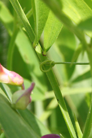 レンリソウは、巻きひげを他の植物や仲間に強く巻きつけます