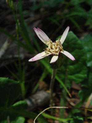 センボンヤリの頭花は2型あり、これは春型