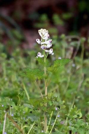 シロヤブケマン　　ムラサキケマンの白花品