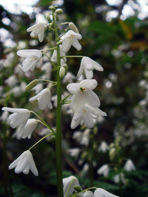 オサバグサの花　かわいい花でしょ？