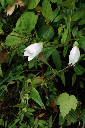 シロバナヤマホタルブクロ (白花山蛍袋)　キキョウ科 ホタルブクロ属