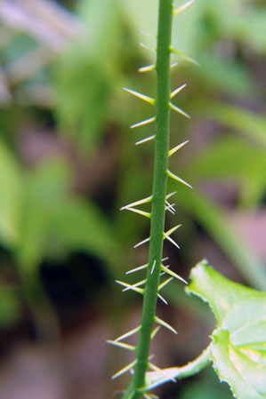 ナゾのトゲトゲ植物のトゲ