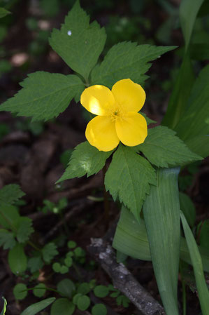 ヤマブキソウの名の由来は花色がバラ科のヤマブキに似ているから