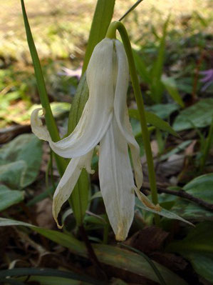 シロバナカタクリ　花は終わり