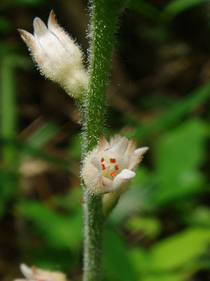 ソクシンラン　　花は小さくかわいい