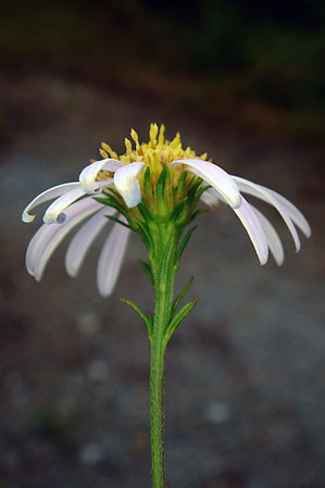 ヤナギノギクの花の側面と総苞片の様子