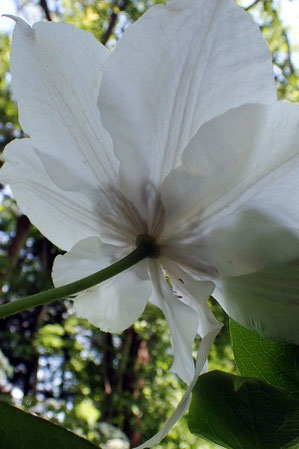 カザグルマの花を裏から