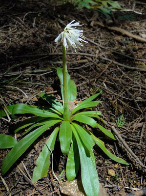 ショウジョウバカマの白花