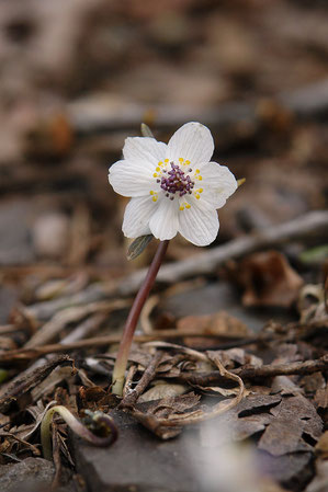 　この花は萼片が7つあります。