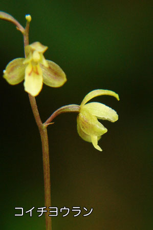 ＃９　コイチヨウランの花の側面