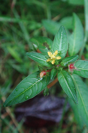 チョウジタデ　花弁が4個と5個の株があった