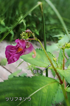 ツリフネソウは、花茎下部に毛がある