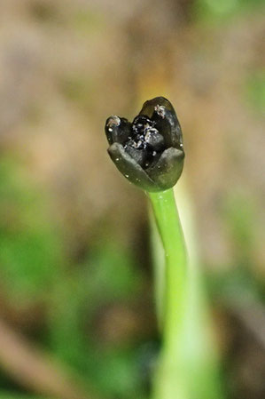 ノソリホシクサの頭花の径は1〜2mmと小さい