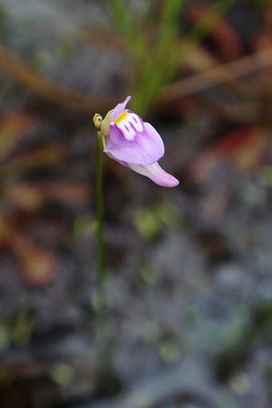 ホザキミミカキグサ (穂咲耳掻草)　タヌキモ科 タヌキモ属