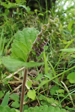 タツナミソウは、早い花もまだ蕾でした