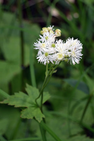 モミジカラマツに花弁はなく、多数の白い糸状のものは雄しべ