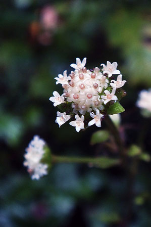 ノブキの花　よく見ると可愛い花です