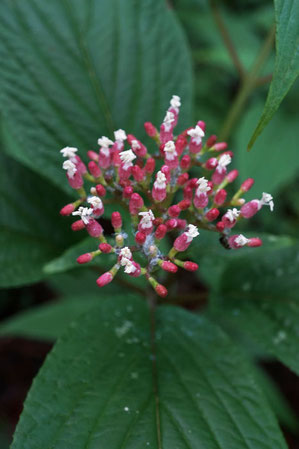 　この植物は何？　木本のようですが...