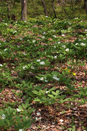 均一さが異様な植栽クローン・ヤマシャクヤク