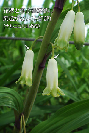 アマドコロ　花柄と花の接続部にご注目