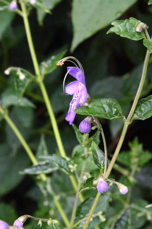 1年前は花をたくさんつけていたが...　1個のみ開花