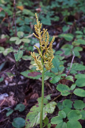 　フユノハナワラビ (冬の花蕨) ハナヤスリ科ハナワラビ属