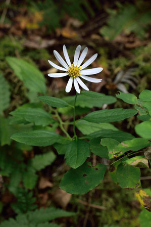 調べても確信が持てないキク科の植物