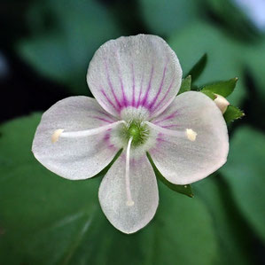 クワガタソウの花