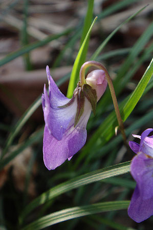 ニオイタチツボスミレの花の側面