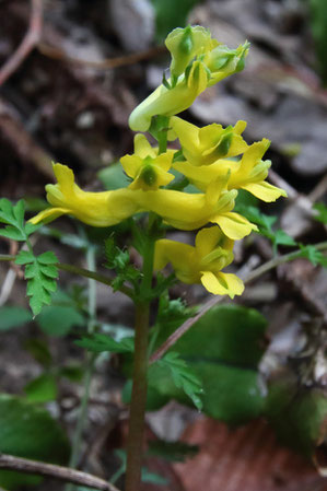 ミヤマキケマンの花