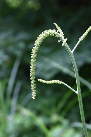 サラシナショウマ　花はまだ蕾でした