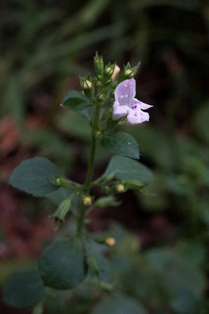 ナゾのシソ科の植物　なんだろうね？