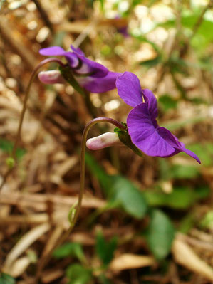 　花柄に微毛なし。距の色薄く形はぽってり系