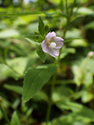 イワアカバナ　花柱の先端は球状