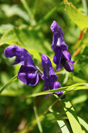 おそらくホソバトリカブト。花の色は濃かった