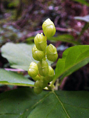 カキノハグサの蒴果は扁円形で直径10mmほど