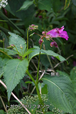 トガクシツリフネソウは、花茎が無毛