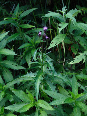 タチアザミ (立薊) と思われる花