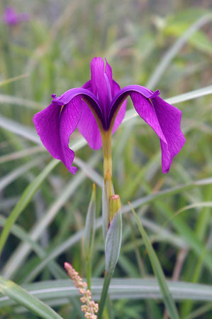 ノハナショウブ (野花菖蒲)　アヤメ科