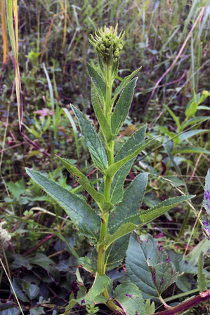 ゴマノハグサ(胡麻の葉草) ゴマノハグサ科