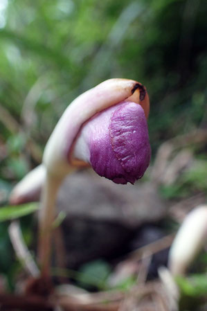 開花前の花