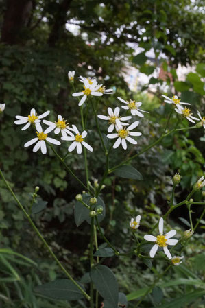 ナゾのキク科の植物　シラヤマギクではなさそう...