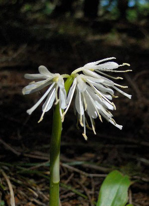 ショウジョウバカマの白花