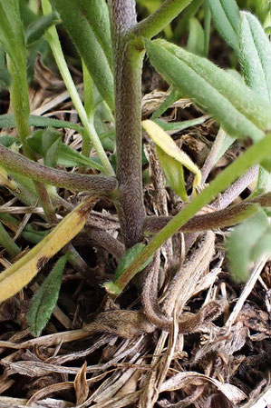 イヌムラサキの茎の基部。茎も上向きの伏毛に覆われている